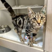 Photo of Kipper