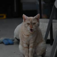 Photo of Amber