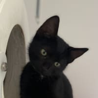 Photo of Mongi (0009)