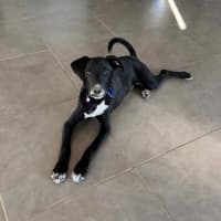 Photo of Rocky   5 Month Old Dalmatian X Swiss Shepherd