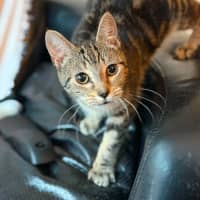 Photo of Squirrel   In Foster Care In Templestowe