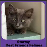 Photo of Stormy 