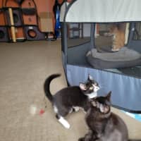 Photo of Boots   Located In Deer Park