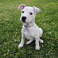 Photo of Stella