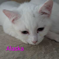 Photo of Alaska