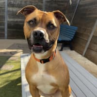Photo of Nala