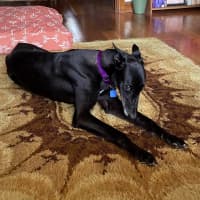 Photo of Buddy