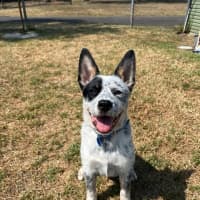 Photo of Angus