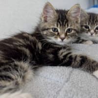 Photo of Evie & Leo   9 Week Old Domestic Short Hair