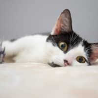 Photo of Bella