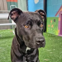 Photo of D1052 Hutch