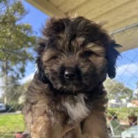 Photo of Teddy (Meatball)