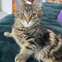 Photo of Bucket   In Foster Care In Greensborough