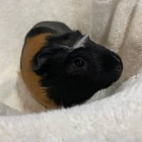 Photo of Tytania