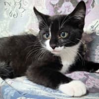 Photo of Beetlejuice 