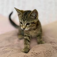 Photo of George   In Foster Care In Croydon