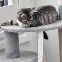 Photo of Peanut