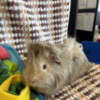 Photo of Cocoa