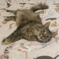 Photo of Fluffy