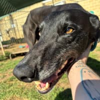 Photo of Shane Hollander The Greyhound