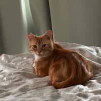 Photo of George *9 Lives Project Rescue*