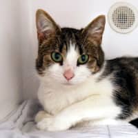 Photo of Zola Sta014123