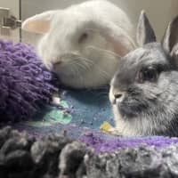 Photo of Blinky (Bonded To Bambi)