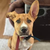 Photo of Archie (0044)