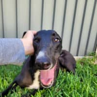 Photo of Little Ninja, The Greyhound