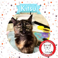 Photo of Kitsu *9 Lives Project Rescue*