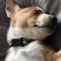 Photo of Ziggy