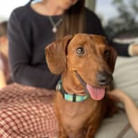 Photo of Frank & Lucy   5 Year Old Dachshund