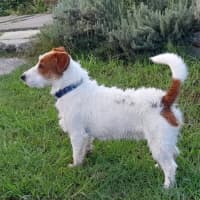 Photo of Stubby   8 Month Old Jack Russell 