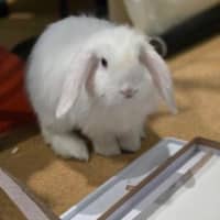 Photo of Flip