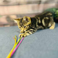 Photo of Mimosa   Located In Preston 