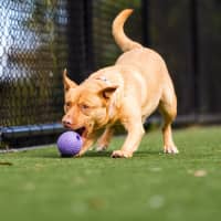 Photo of Nala Imp 1712