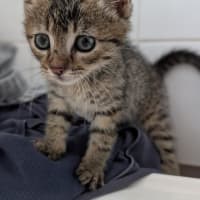 Photo of Tiger
