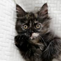Photo of Tonks