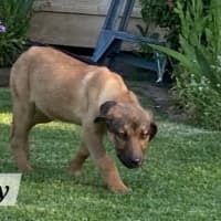 Photo of Lacey