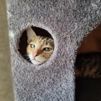 Photo of Peanut