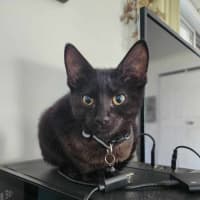 Photo of Poe