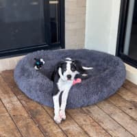 Photo of Milo