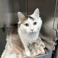 Photo of Jinx