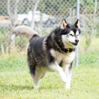 Photo of Cardie