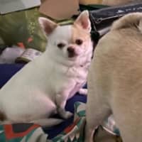 Photo of Goose And Stevie Uffelman