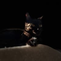 Photo of Piper   Located In Frankston