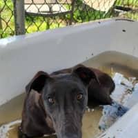 Photo of Tee. 26kg Cat Friendly