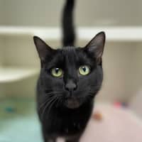 Photo of 👒 Salena 5556 👒