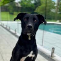 Photo of Tasha *$350 Adoption Fee*