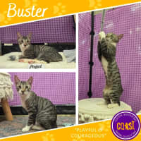 Photo of Buster